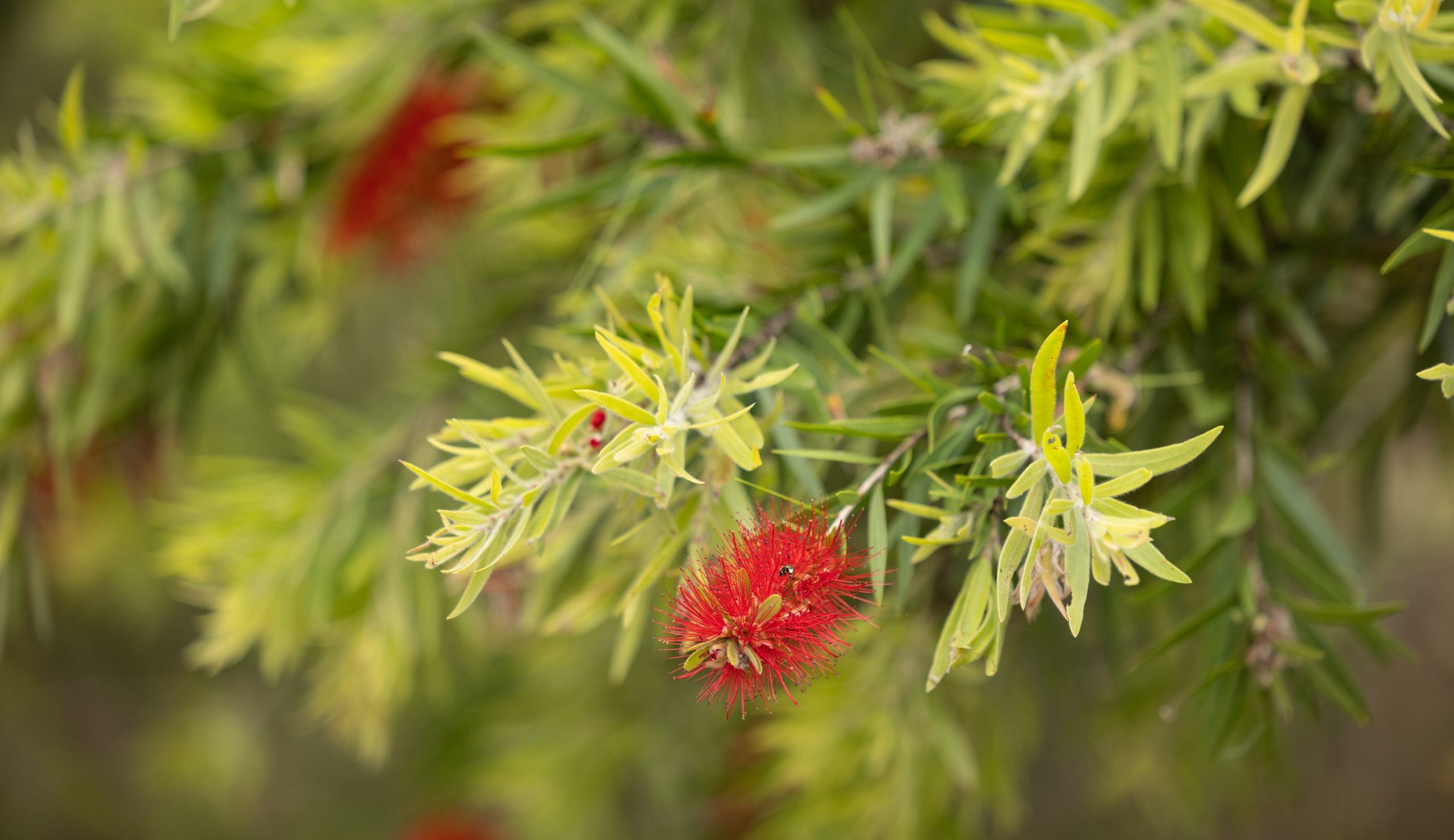 A close-up shot of the red flowers that grow in the vicinity of the Swanbank Power Station.