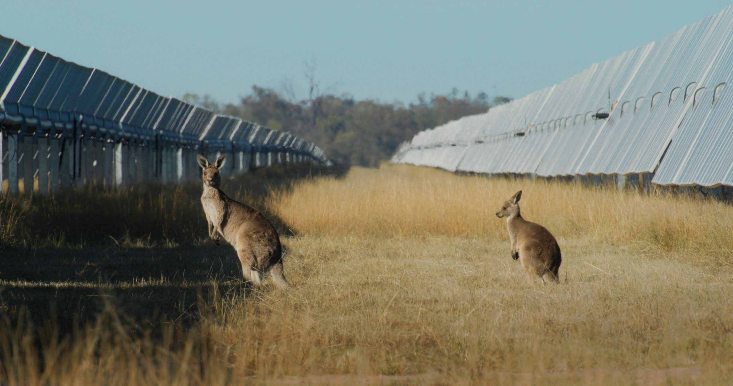 A close-up shot of the solar panels at the Western Downs Green Power Hub. In between the panels are wallabies roaming around in the grass.