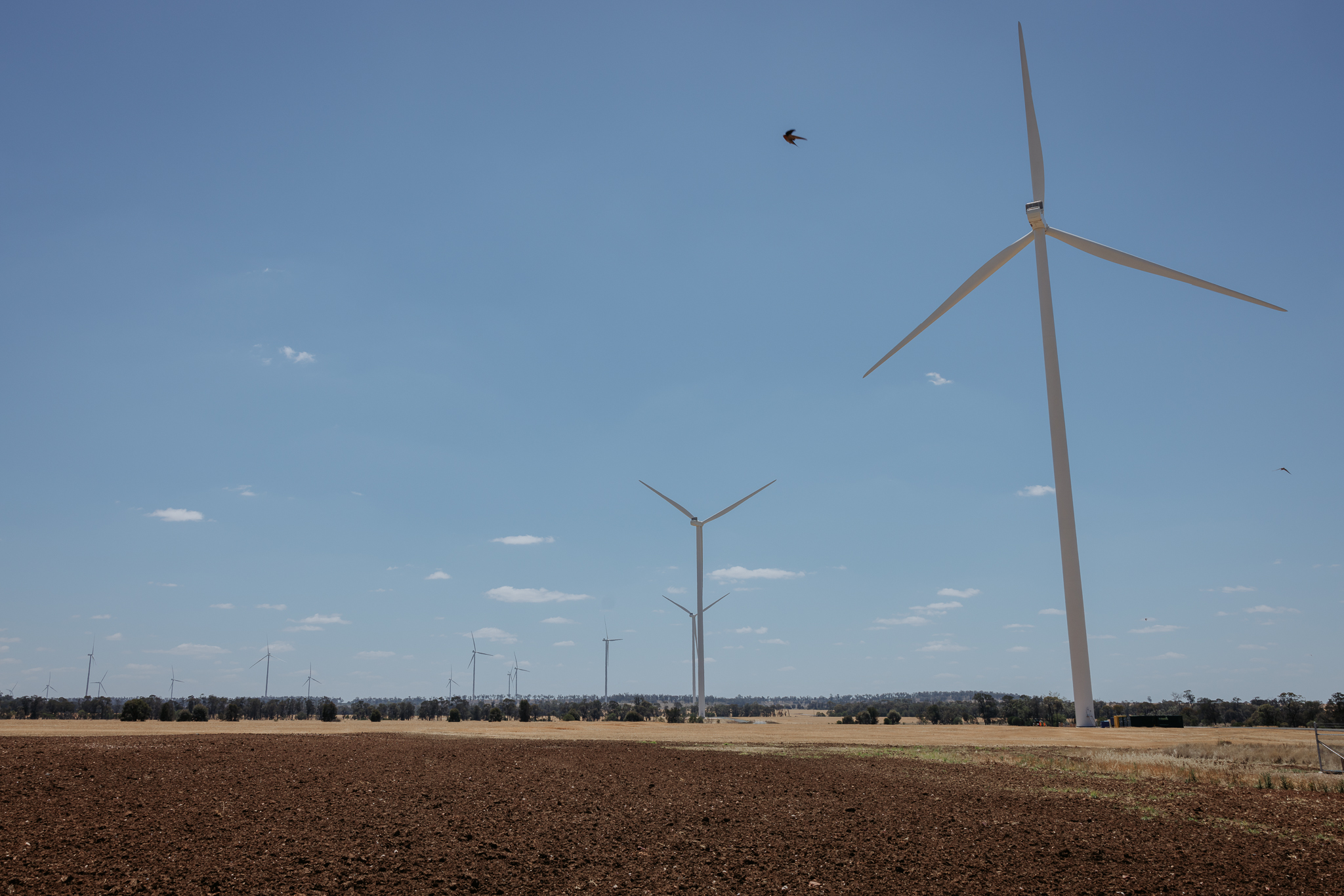 A photograph of Dulacca Wind Farm on a bright sunny day, showing wind turbines stretching into the distance