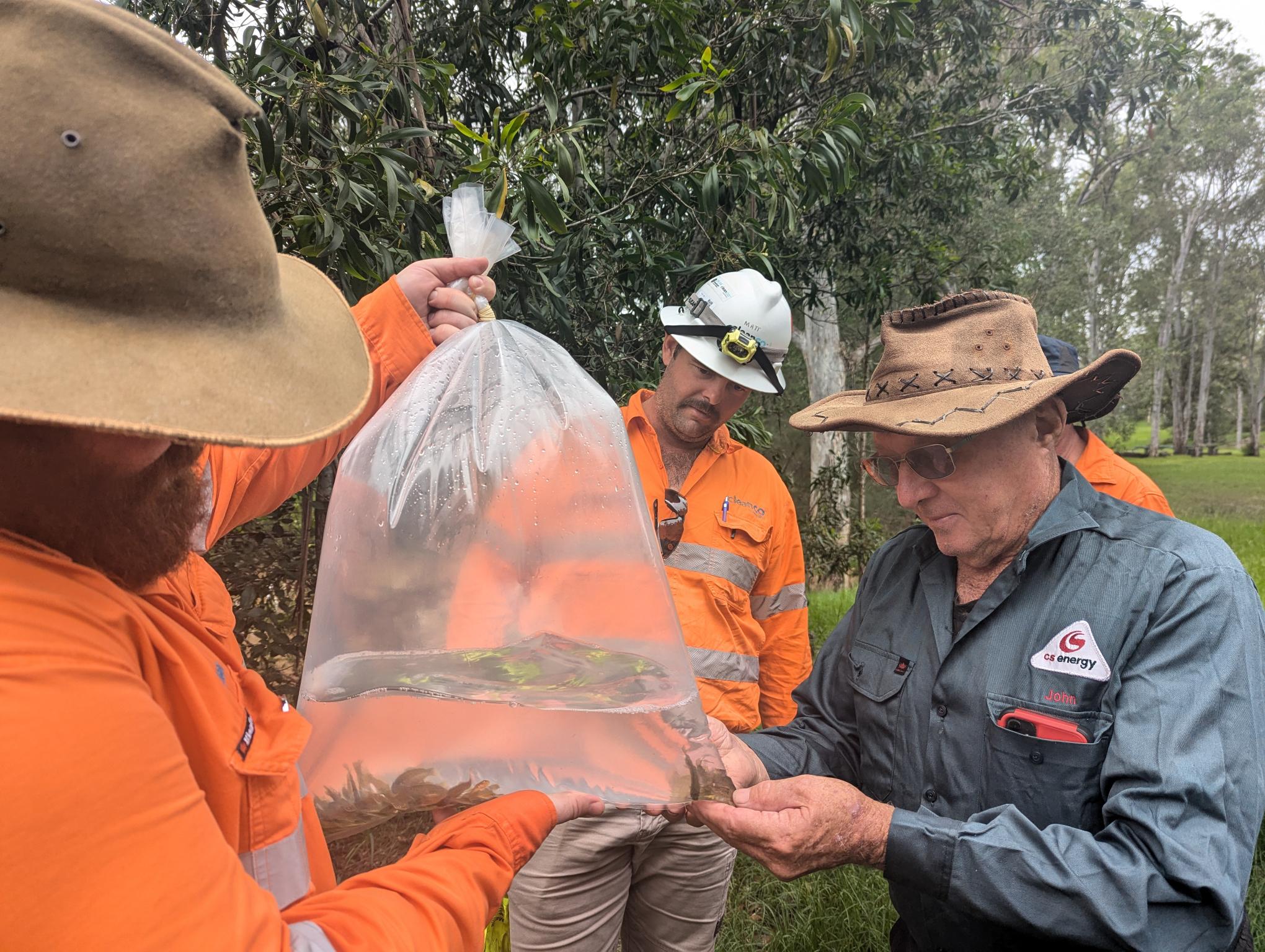 Cleanco staff and a member of the public check out a bag of Mary River Cod fingerlings before they are released into Bundamba Creek